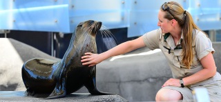 Seal display at Melboiurne Zoo