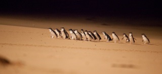 Penguin Parade after dark, Phillip Island,Vicotria