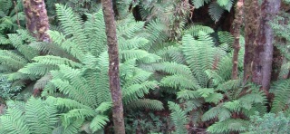 Maits Rest in the Otways forest, Victoria, Australia. Fern understorey pictured.
